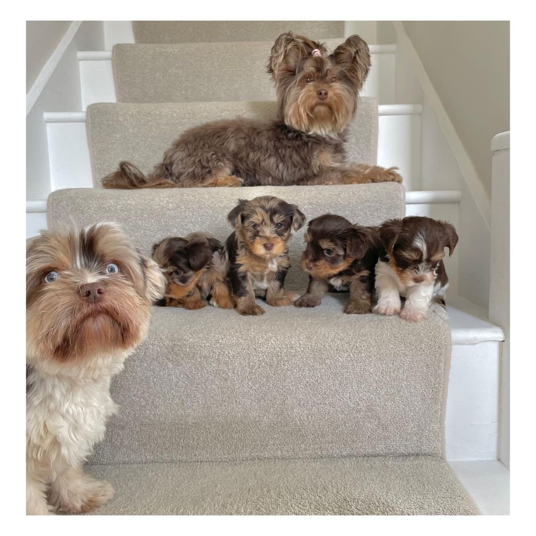 Adult Yorkies with their puppies