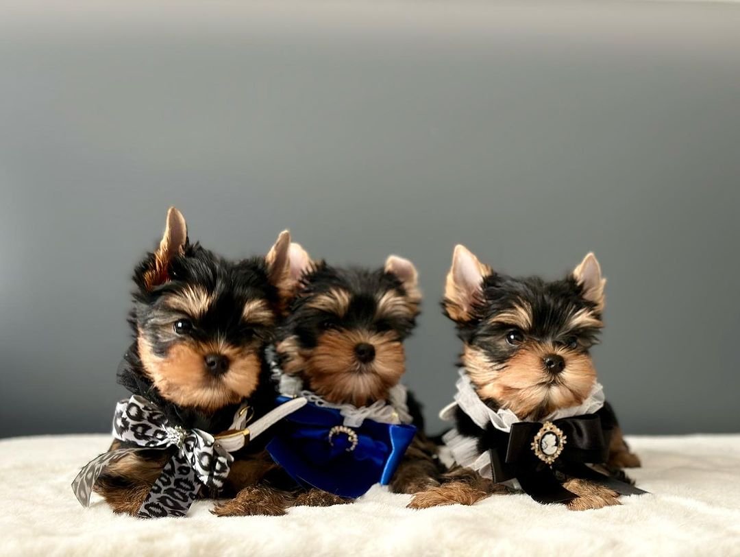 Three healthy, well-groomed teacup Yorkie puppies