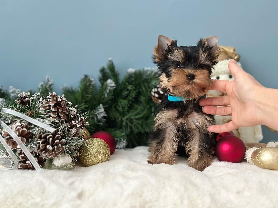 Teacup Yorkie puppy being gently held and socialized by hand