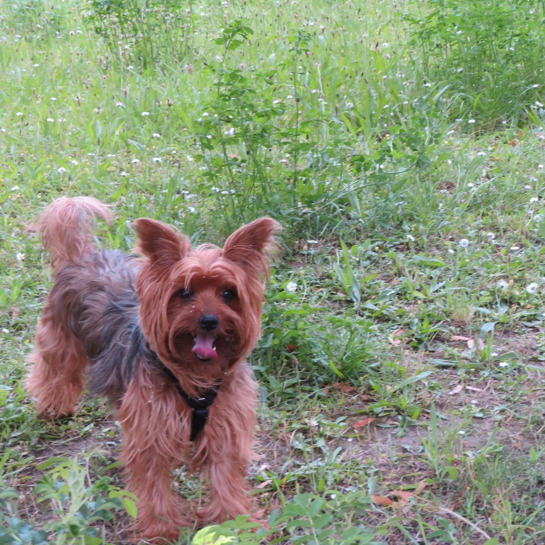 Yorkshire Terrier with a lighter parti-style coloring