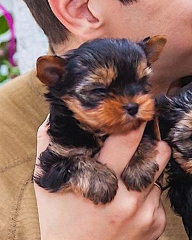 Teacup Yorkie puppy with black and tan puppy coat