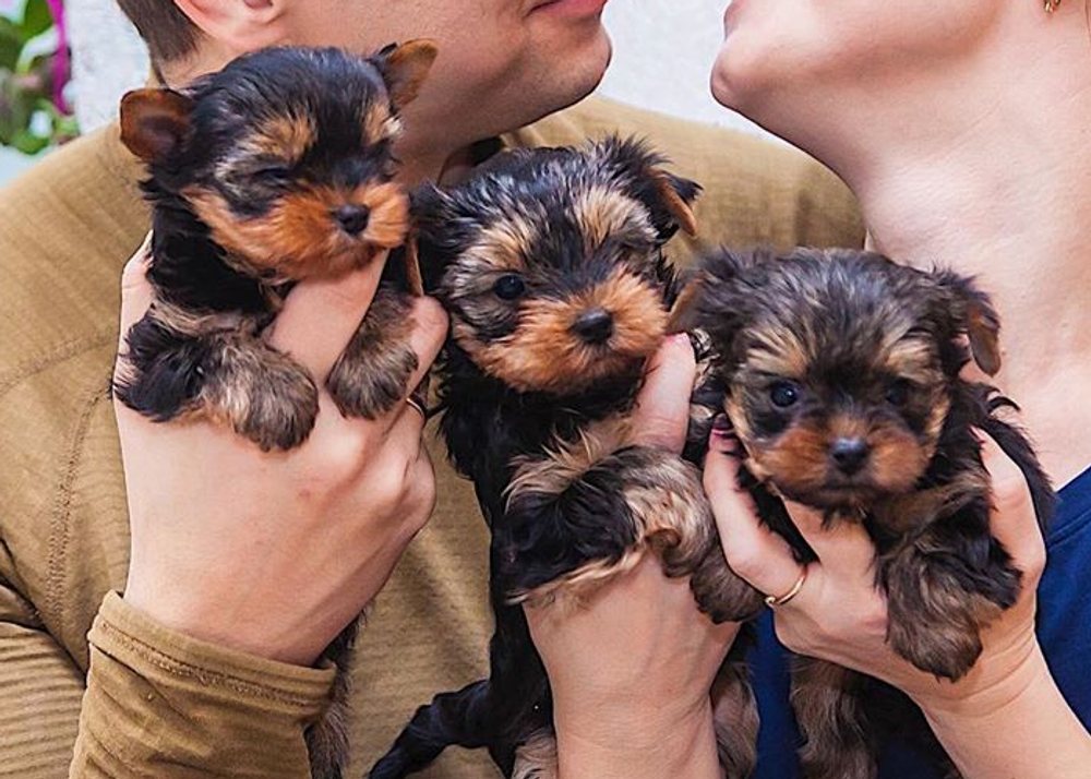 Teacup Yorkie puppies being socialized by hand